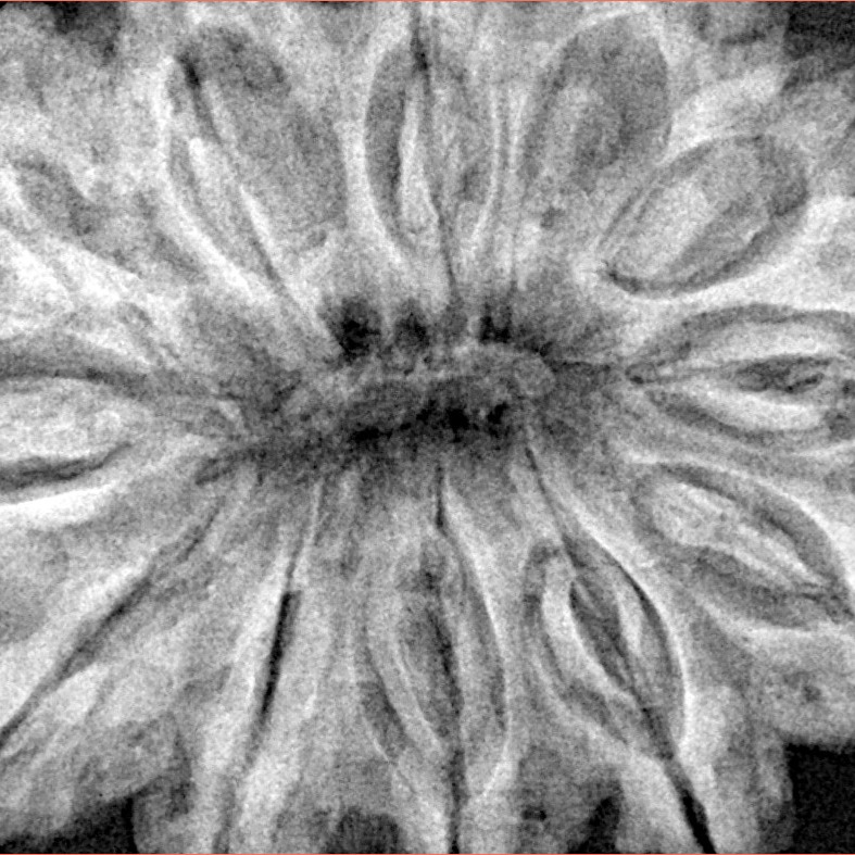 12 Mukhi Ganesh 37.9mm 10.17gm - Xray