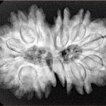 13 Mukhi Gaurishankar 31.2mm 6.88gm - Xray