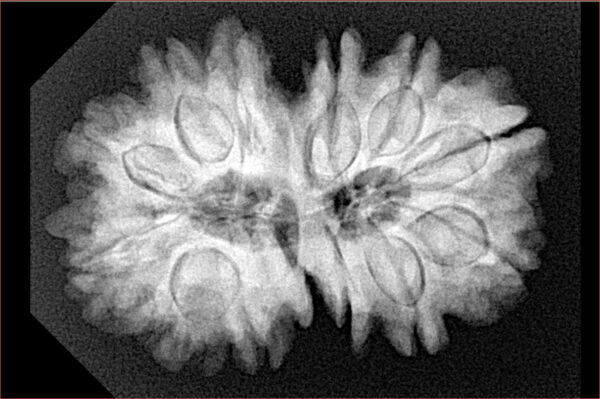 13 Mukhi Gaurishankar 31.2mm 6.88gm - Xray
