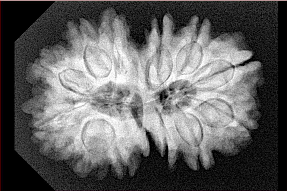 13 Mukhi Gaurishankar 31.2mm 6.88gm - Xray