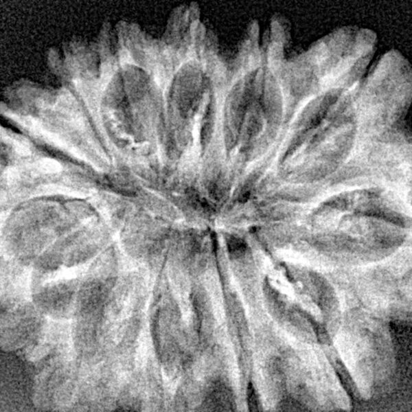 13 Mukhi Rudraksha 32.1mm 5.09gm - Xray