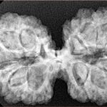 13 Mukhi Gaurishankar 38.8mm 7.4gm - Xray