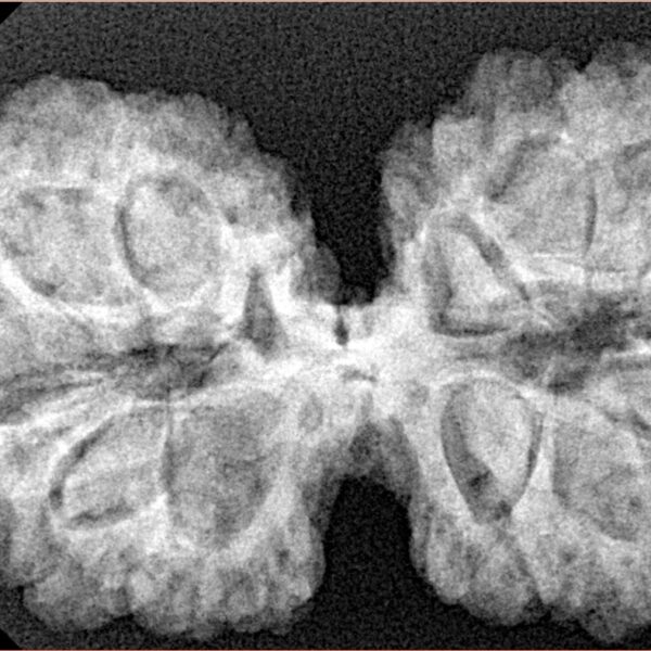 13 Mukhi Gaurishankar 38.8mm 7.4gm - Xray