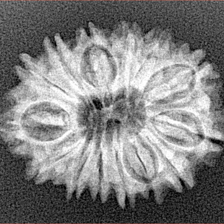 14 Mukhi Rudraksha 25.1mm 3.17gm - Xray