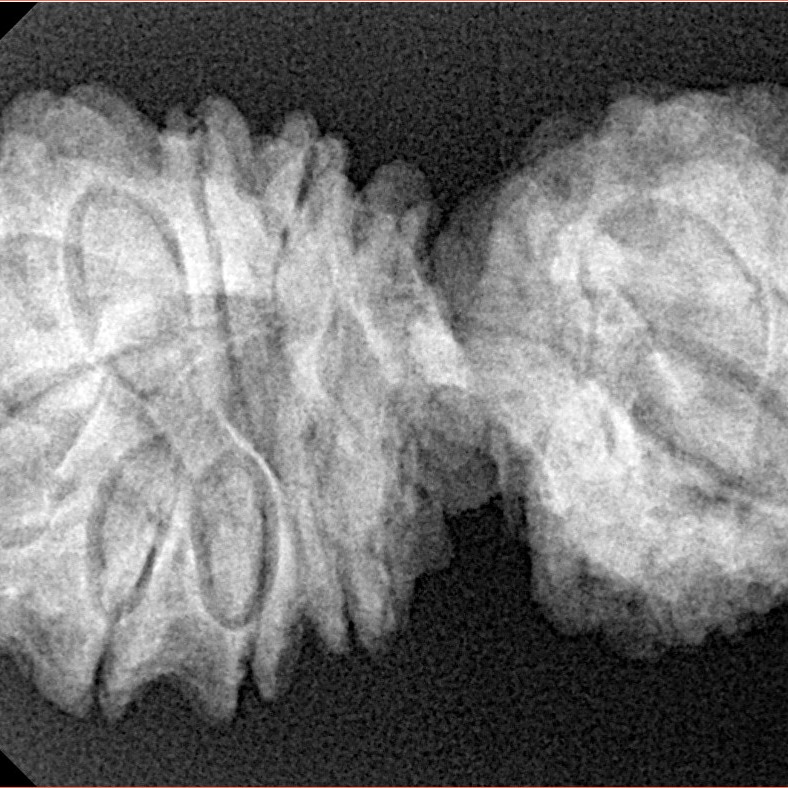 14 Mukhi Gaurishankar 36.7mm 6.35gm - Xray