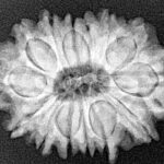 14 Mukhi Rudraksha 27.4mm 4.89gm - Xray