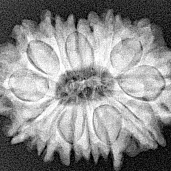 14 Mukhi Rudraksha 27.4mm 4.89gm - Xray