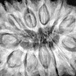 12 Mukhi Rudraksha 33.7mm 8.35gm - Xray