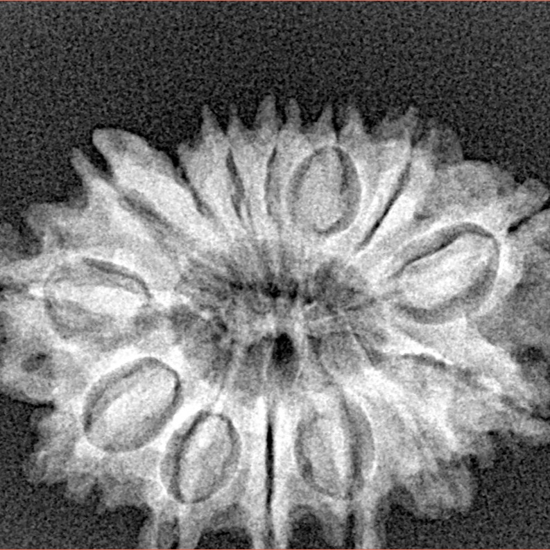 14 Mukhi Rudraksha 26.4mm 3.55gm - Xray