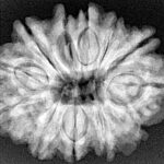 12 Mukhi Rudraksha 28.7mm 5.52gm - Xray