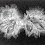 13 Mukhi Gaurishankar 32.5mm 4.51gm - Xray