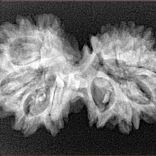 13 Mukhi Gaurishankar 32.5mm 4.51gm - Xray
