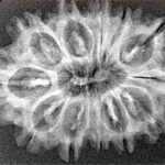 12 Mukhi Rudraksha 30.3mm 4.23gm - Xray