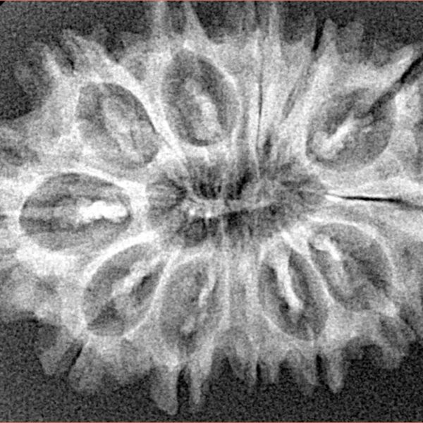 12 Mukhi Rudraksha 30.3mm 4.23gm - Xray