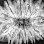 12 Mukhi Rudraksha 32.1mm 7.69gm - Xray