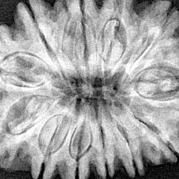 12 Mukhi Rudraksha 32.1mm 7.69gm - Xray