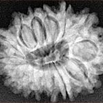 14 Mukhi Rudraksha 24mm 3.19gm - Xray