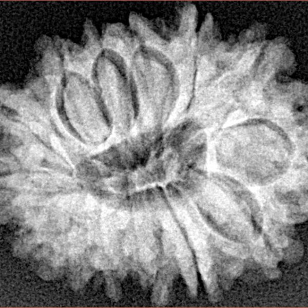 14 Mukhi Rudraksha 24mm 3.19gm - Xray