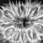 13 Mukhi Rudraksha 31.2mm 5.29gm - Xray