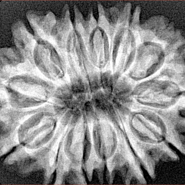 13 Mukhi Rudraksha 31.6mm 6gm - Xray