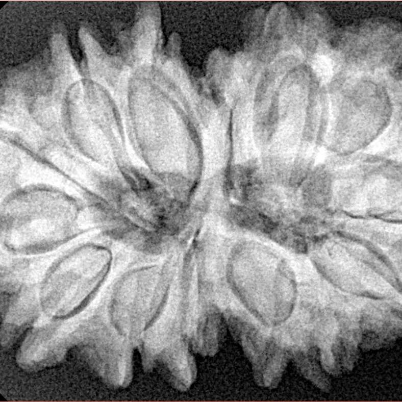 14 Mukhi Gaurishankar 35.2mm 7.29gm - Xray