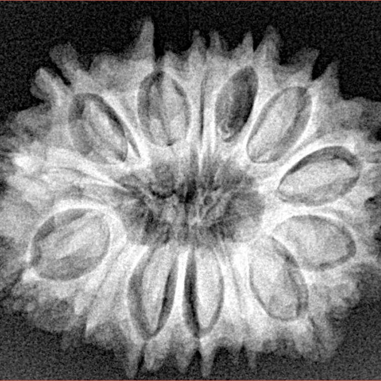 14 Mukhi Rudraksha 26.9mm 4.47gm - Xray