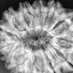 13 Mukhi Rudraksha 32.1mm 7.09gm - Xray