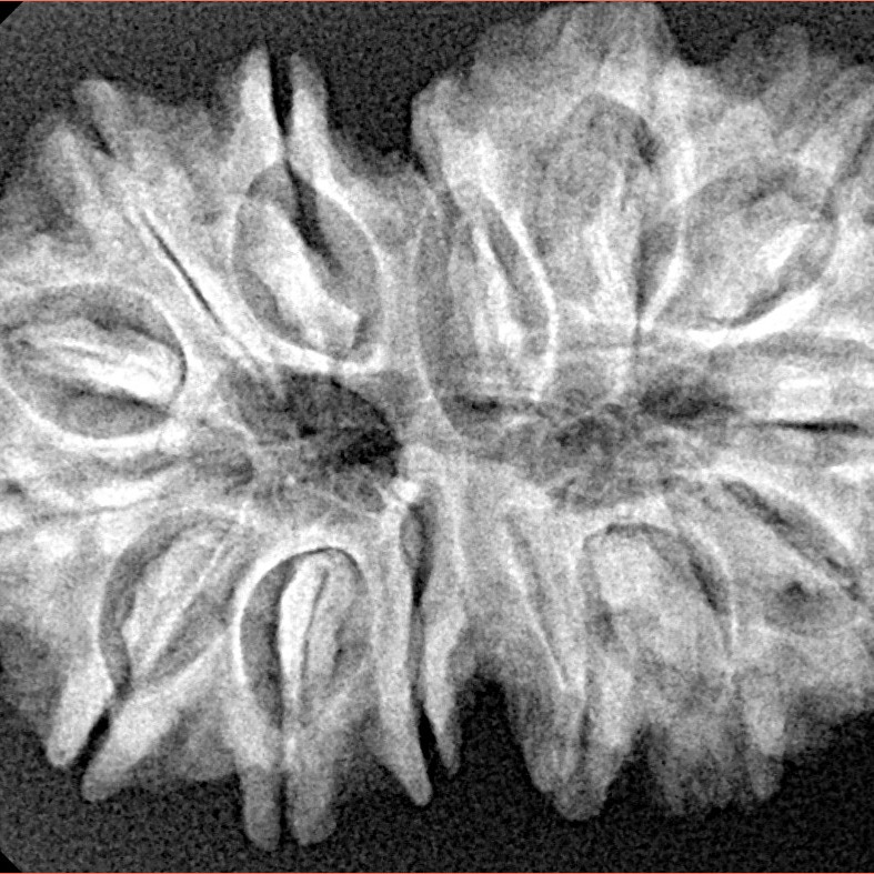 14 Mukhi Gaurishankar 33.6mm 5.93gm - Xray