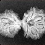 13 Mukhi Gaurishankar 30.9mm 4.2gm - Xray