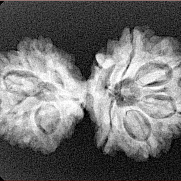 13 Mukhi Gaurishankar 30.9mm 4.2gm - Xray