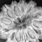 13 Mukhi Rudraksha 35mm 9.35gm - Xray