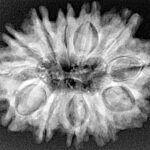 12 Mukhi Rudraksha 31.3mm 5.82gm - Xray