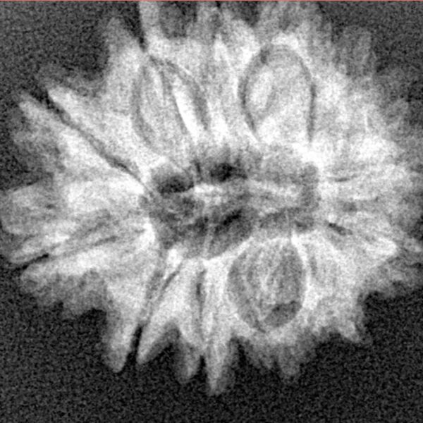 13 Mukhi Rudraksha 24mm 3.47gm - Xray