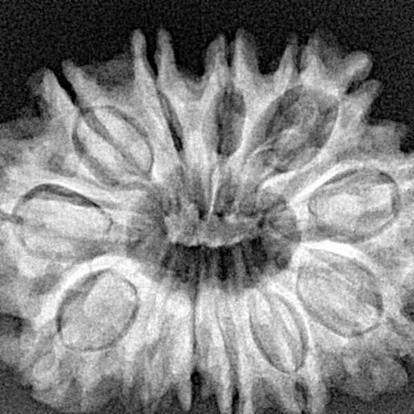 13 Mukhi Rudraksha 31.6mm 5.8gm - Xray