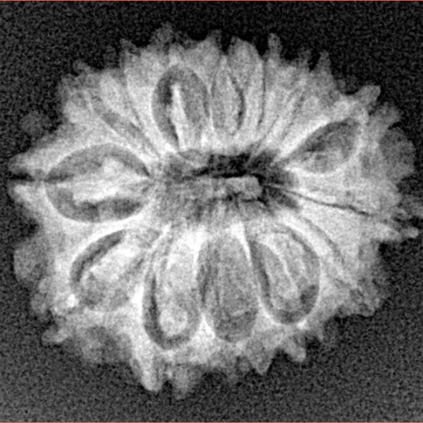 14 Mukhi Rudraksha 21.3mm 2.27gm - Xray