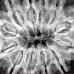 12 Mukhi Rudraksha 34.4mm 8.34gm - Xray