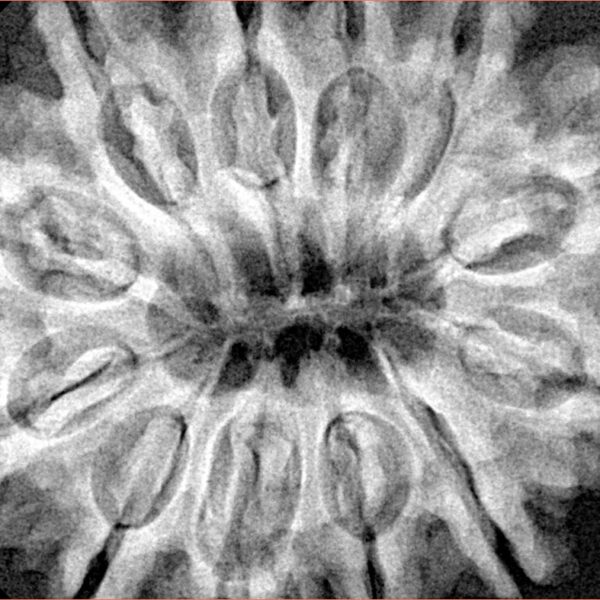 12 Mukhi Rudraksha 34.4mm 8.34gm - Xray