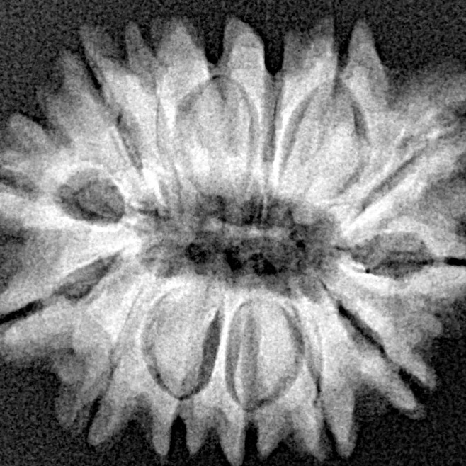 14 Mukhi Rudraksha 23.7mm 3.63gm - Xray