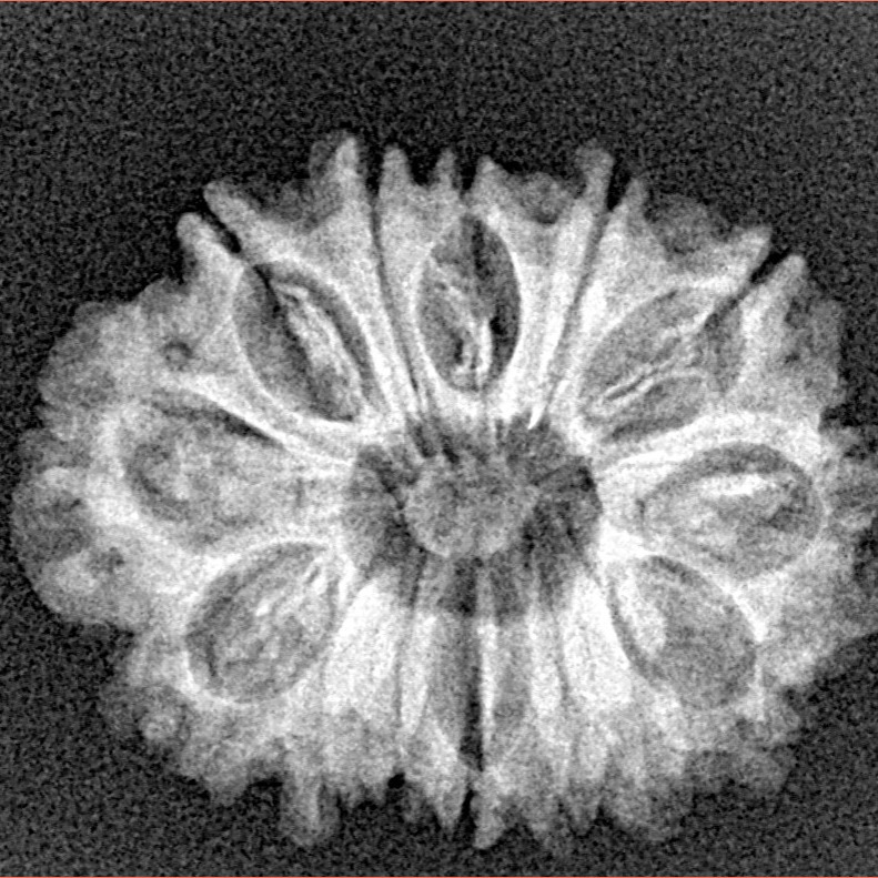 14 Mukhi Rudraksha 24.9mm 2.93gm - Xray