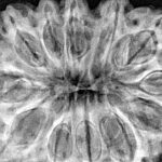 12 Mukhi Rudraksha 34.3mm 8.26gm - Xray