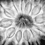 12 Mukhi Rudraksha 31mm 7.62gm - Xray