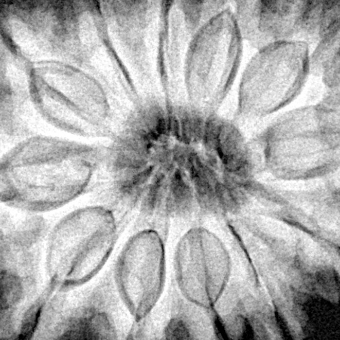 12 Mukhi Rudraksha 31mm 7.62gm - Xray