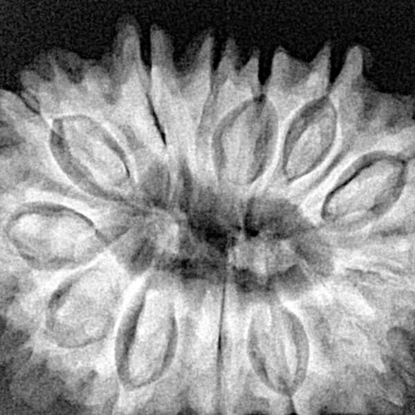 13 Mukhi Rudraksha 32.5mm 7.08gm - Xray