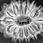 14 Mukhi Rudraksha 27.9mm 4.1gm - Xray