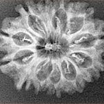 12 Mukhi Rudraksha 27.2mm 2.77gm - Xray