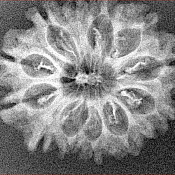 12 Mukhi Rudraksha 27.2mm 2.77gm - Xray