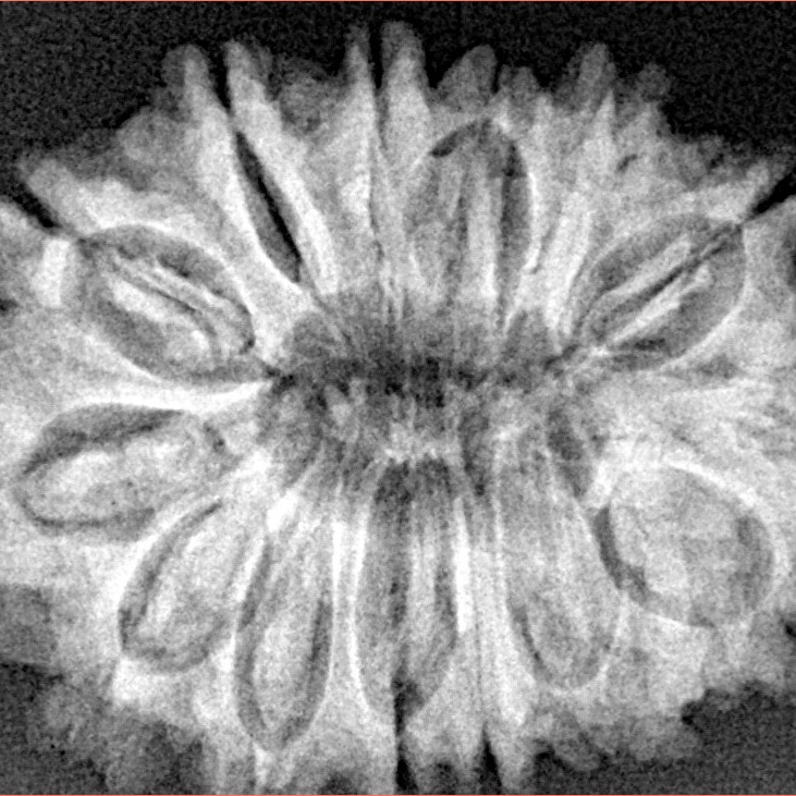 14 Mukhi Rudraksha 29.3mm 5gm - Origin: Nepal - Xray