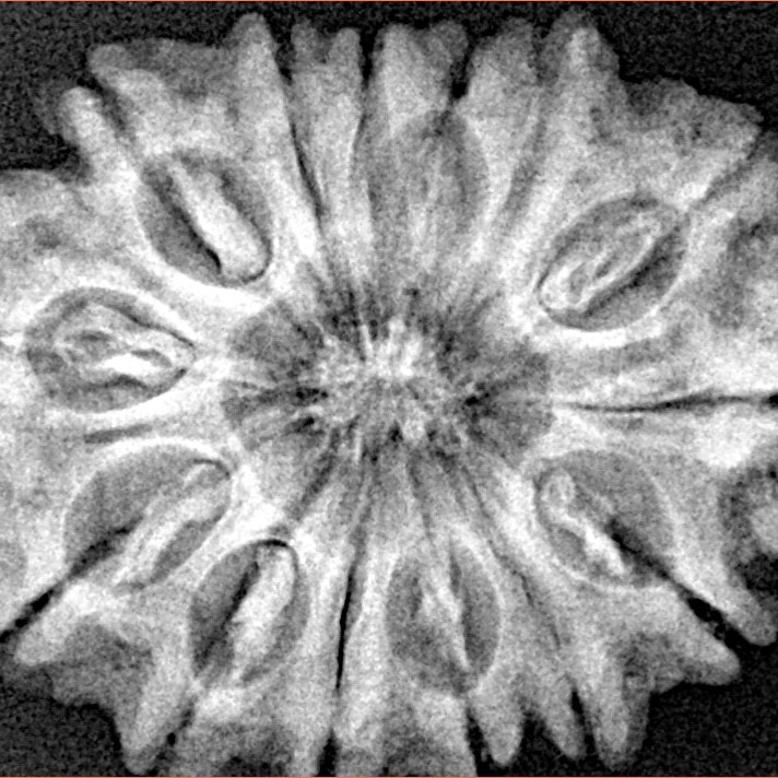 14 Mukhi Rudraksha 28.2mm 5gm - Xray