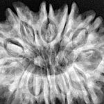 12 Mukhi Rudraksha 33.8mm 7.79gm - Xray