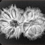 13 Mukhi Gaurishankar 30.5mm 4.4gm - Xray